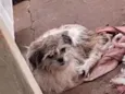 Panqueca e pandora 