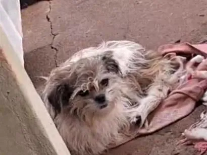 Cachorro raça SRD-ViraLata idade 3 anos nome Panqueca e pandora 