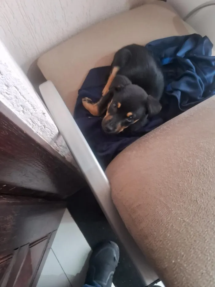 Cachorro raça Rottweiler idade Abaixo de 2 meses nome Zeta
