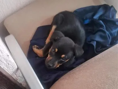 Cachorro raça Rottweiler idade Abaixo de 2 meses nome Zeta