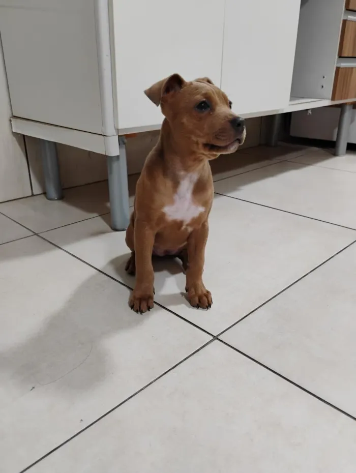Cachorro raça SRD-ViraLata idade 2 a 6 meses nome Charlene