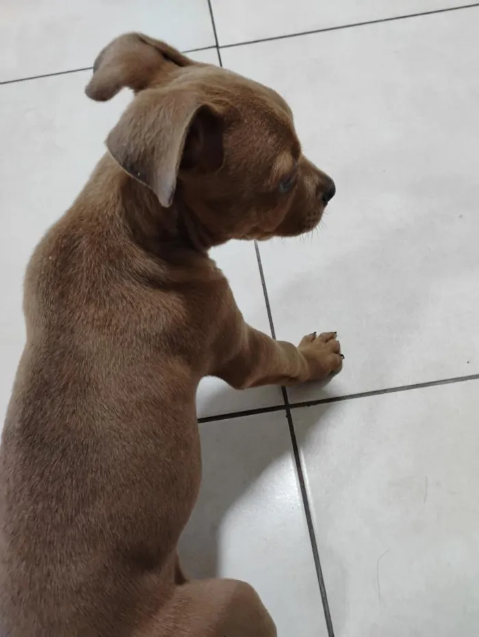 Cachorro raça SRD-ViraLata idade 2 a 6 meses nome Charlene