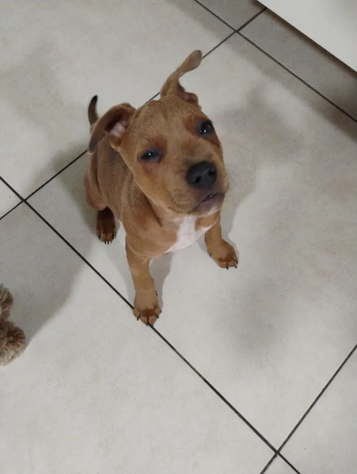 Cachorro raça SRD-ViraLata idade 2 a 6 meses nome Charlene