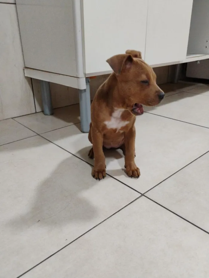 Cachorro raça SRD-ViraLata idade 2 a 6 meses nome Charlene