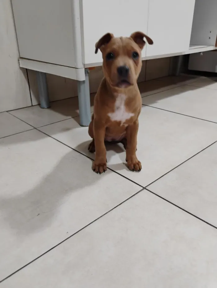 Cachorro raça SRD-ViraLata idade 2 a 6 meses nome Charlene