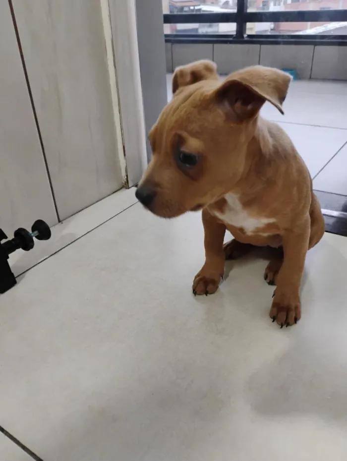 Cachorro raça SRD-ViraLata idade 2 a 6 meses nome Charlene