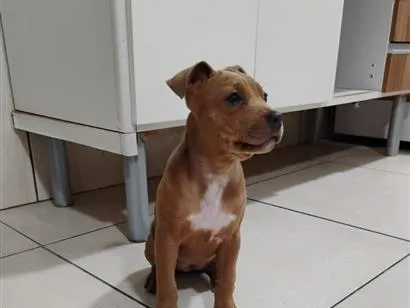 Cachorro raça SRD-ViraLata idade 2 a 6 meses nome Charlene