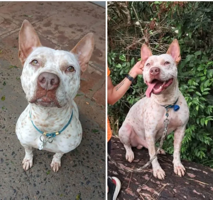 Cachorro raça Pit-Bull idade 3 anos nome major