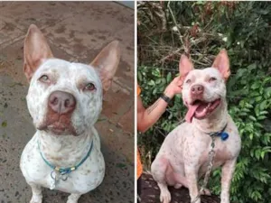 Cachorro raça Pit-Bull idade 3 anos nome major