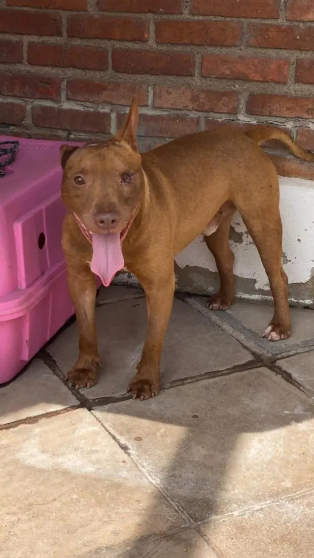 Cachorro raça Pit-Bull idade 2 anos nome winter