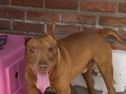 Cachorro raça Pit-Bull idade 2 anos nome winter