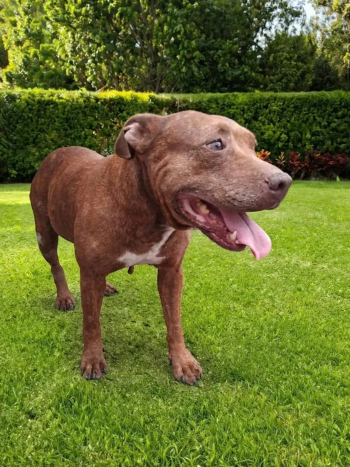 Cachorro raça Pit-Bull idade 2 anos nome Dora 