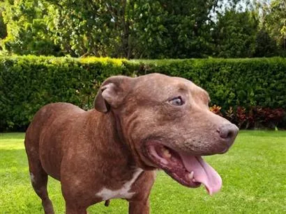 Cachorro raça Pit-Bull idade 2 anos nome Dora 