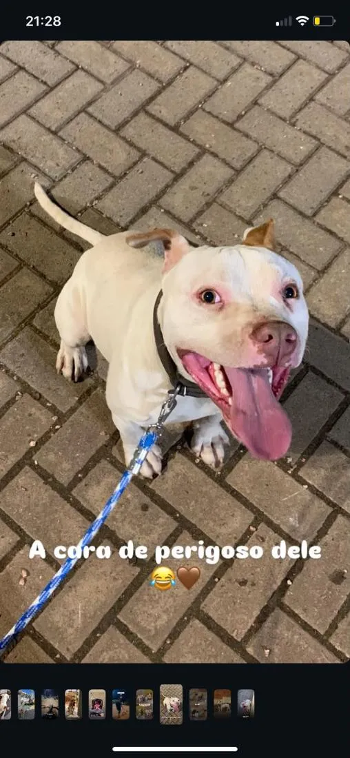 Cachorro raça Pit-Bull idade 2 anos nome Branco 