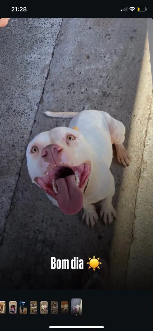 Cachorro raça Pit-Bull idade 2 anos nome Branco 