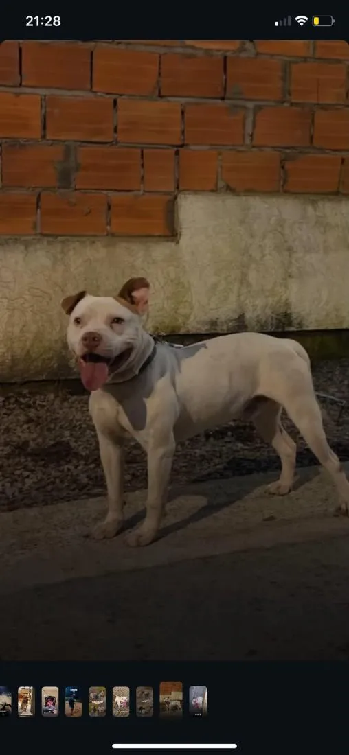 Cachorro raça Pit-Bull idade 2 anos nome Branco 