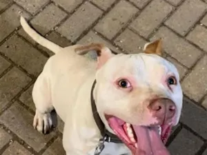 Cachorro raça Pit-Bull idade 2 anos nome Branco 