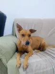 caramelo