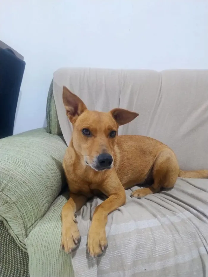 Cachorro raça SRD-ViraLata idade 2 anos nome caramelo