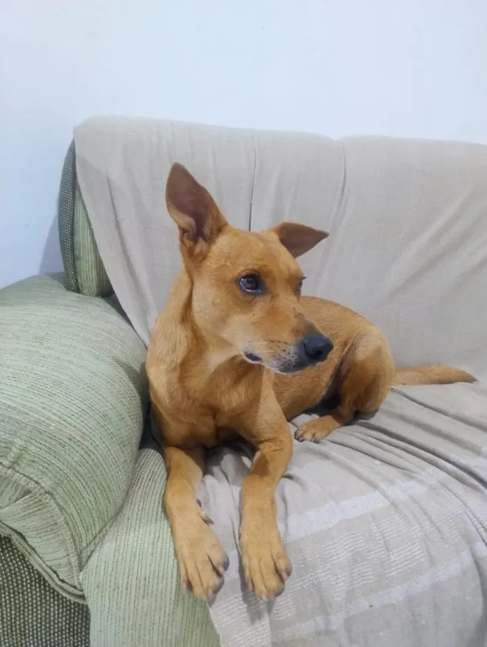 Cachorro raça SRD-ViraLata idade 2 anos nome caramelo