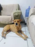 caramelo