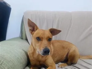Cachorro raça SRD-ViraLata idade 2 anos nome caramelo