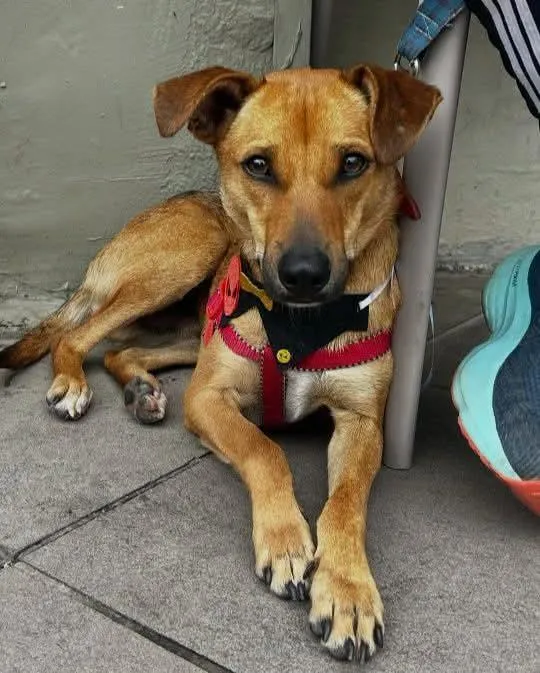 Cachorro raça SRD-ViraLata idade 1 ano nome caramelo