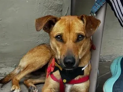 Cachorro raça SRD-ViraLata idade 1 ano nome caramelo