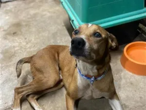 Cachorro raça SRD-ViraLata idade 2 anos nome Thor 