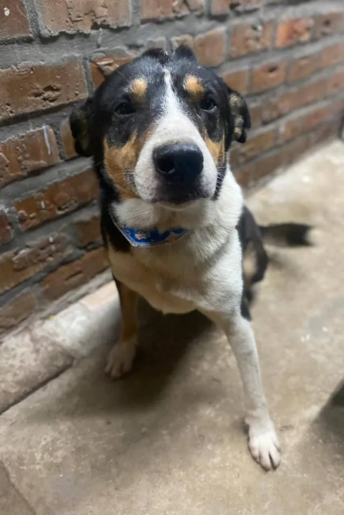 Cachorro raça SRD-ViraLata idade 3 anos nome careca