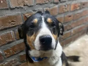 Cachorro raça SRD-ViraLata idade 3 anos nome careca