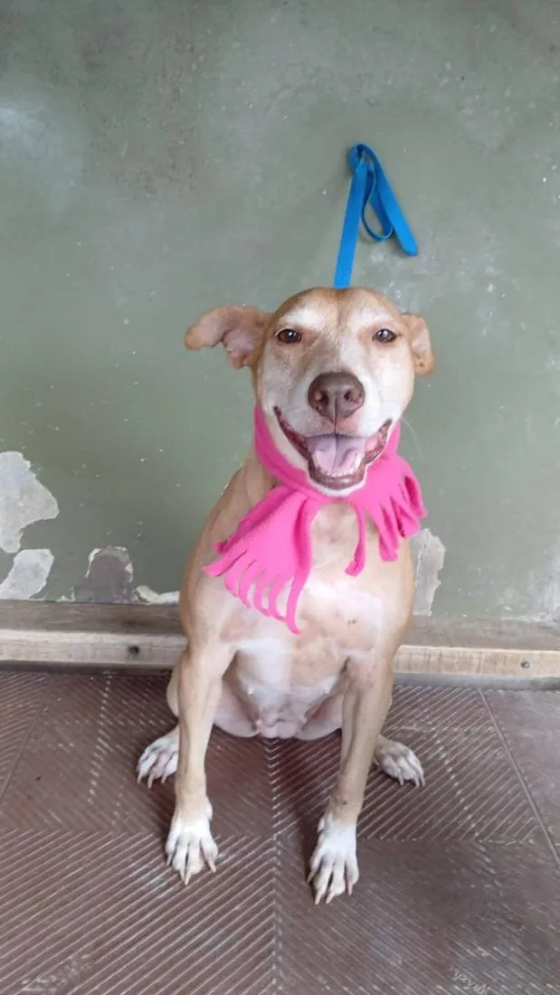 Cachorro raça SRD-ViraLata idade 4 anos nome Mari 