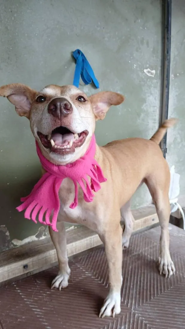 Cachorro raça SRD-ViraLata idade 4 anos nome Mari 