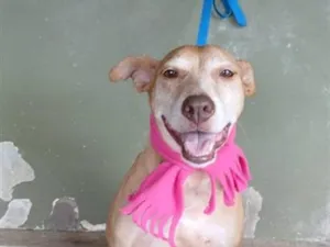 Cachorro raça SRD-ViraLata idade 4 anos nome Mari 