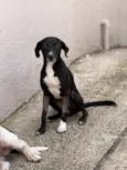 pretinha 