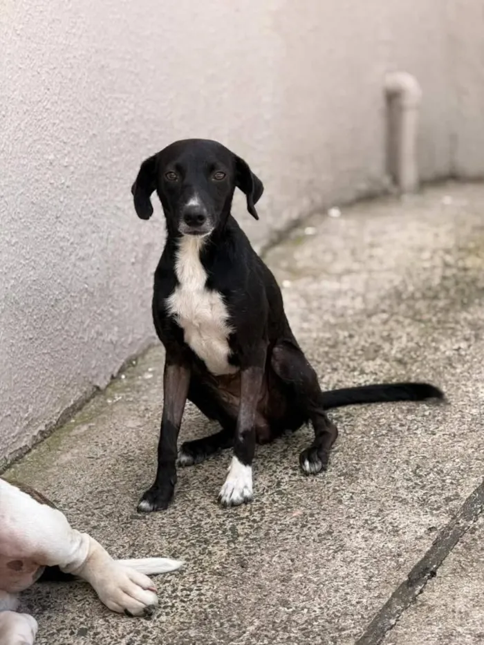 Cachorro raça SRD-ViraLata idade 1 ano nome pretinha 