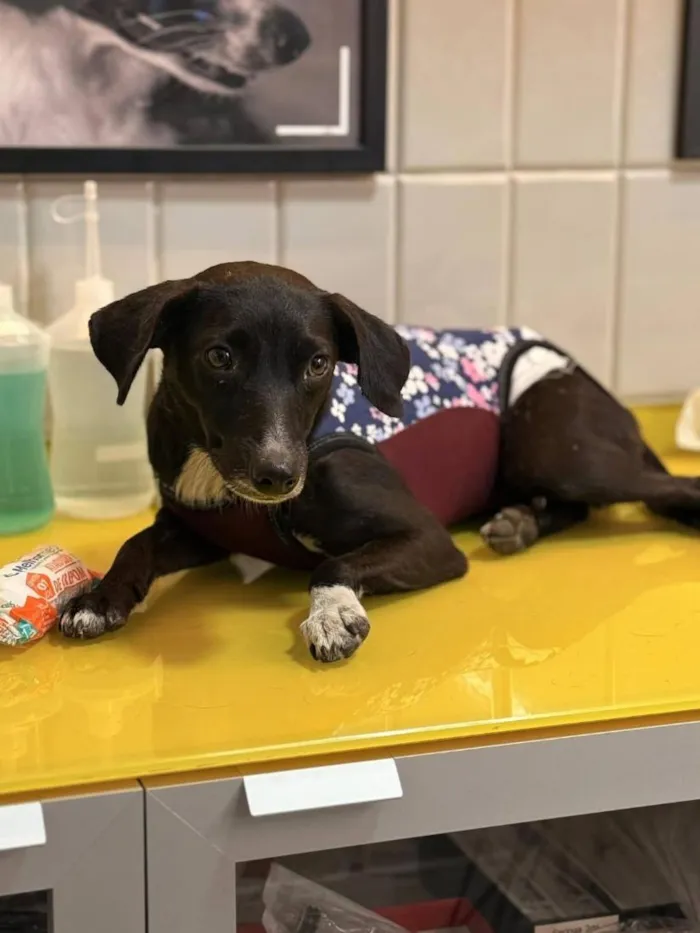 Cachorro raça SRD-ViraLata idade 1 ano nome pretinha 