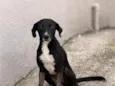 pretinha 