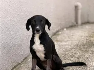 Cachorro raça SRD-ViraLata idade 1 ano nome pretinha 