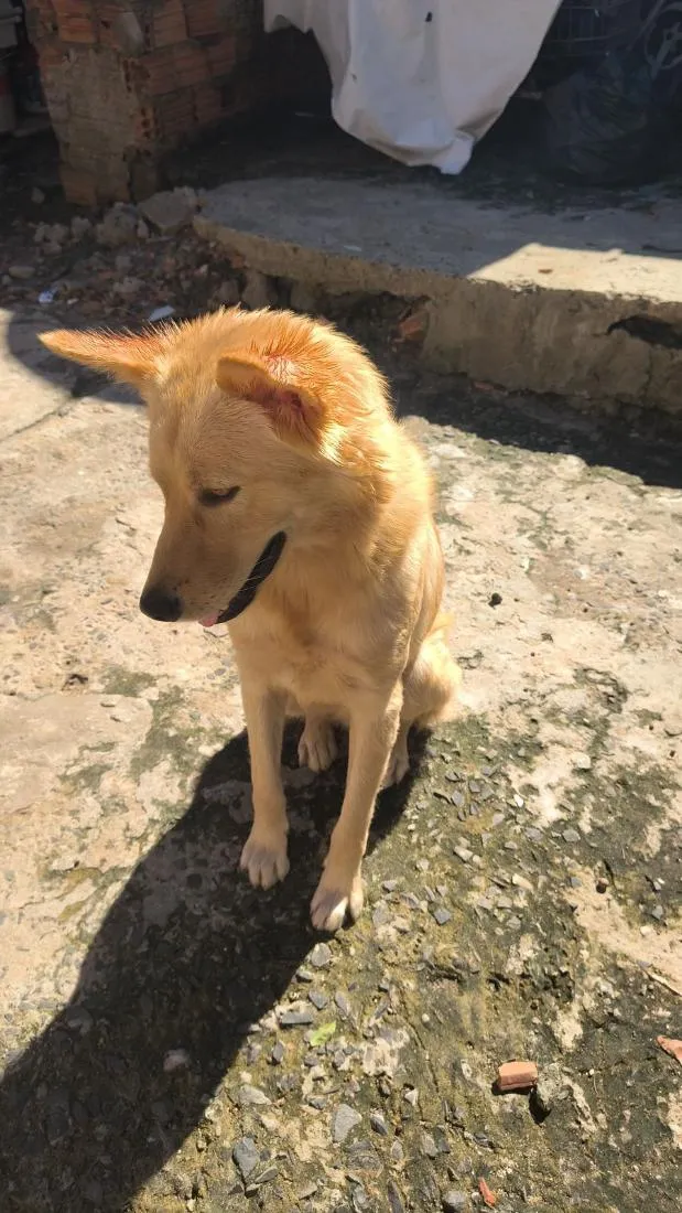 Cachorro raça SRD-ViraLata idade 1 ano nome Marley 