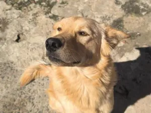 Cachorro raça SRD-ViraLata idade 1 ano nome Marley 