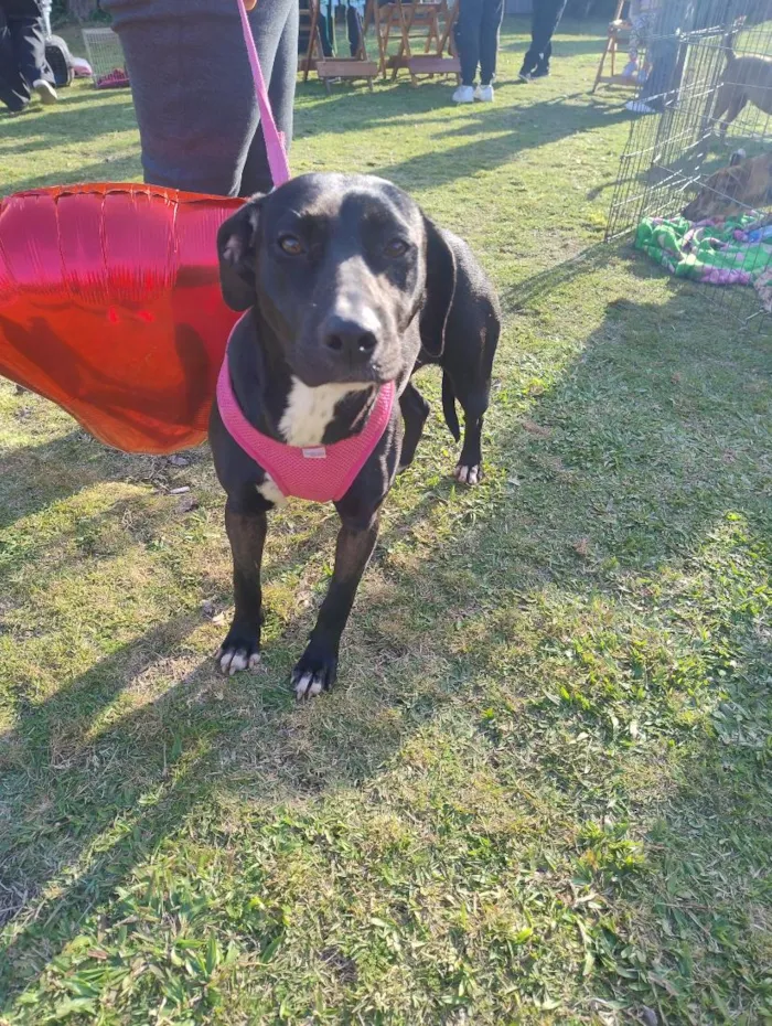 Cachorro raça SRD-ViraLata idade 7 a 11 meses nome Maria