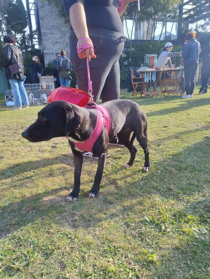 Cachorro raça SRD-ViraLata idade 7 a 11 meses nome Maria