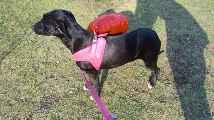 Cachorro raça SRD-ViraLata idade 7 a 11 meses nome Maria