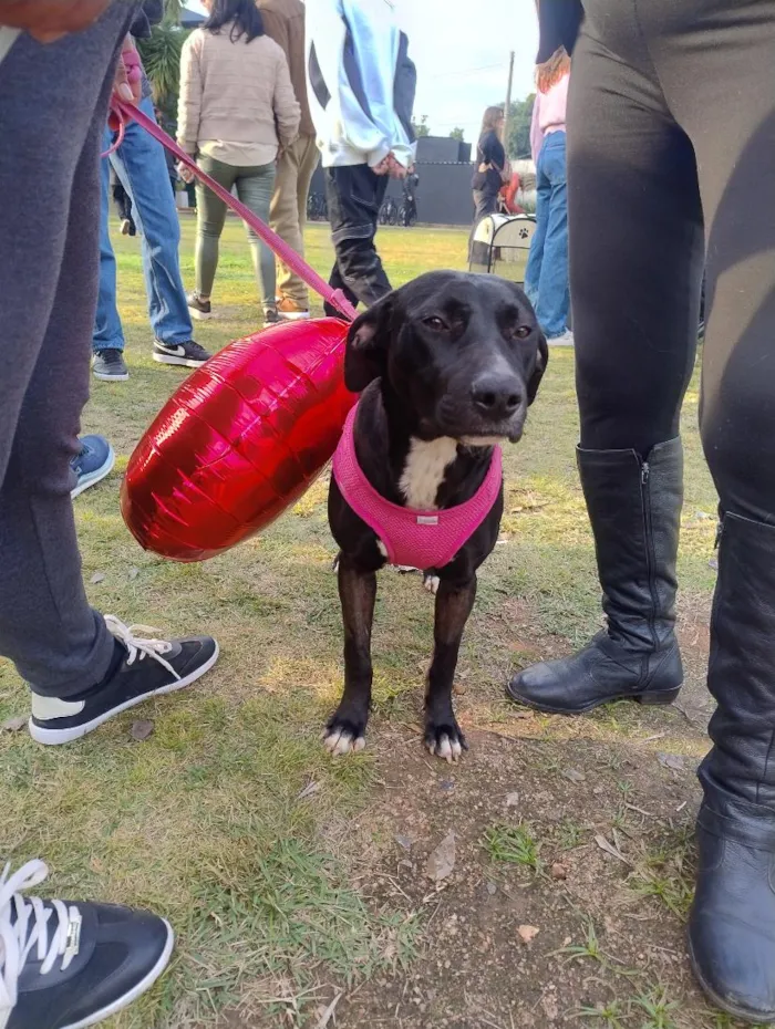 Cachorro raça SRD-ViraLata idade 7 a 11 meses nome Maria