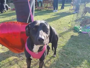 Cachorro raça SRD-ViraLata idade 7 a 11 meses nome Maria