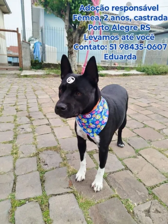 Cachorro raça Pit-Bull idade 2 anos nome pretona 