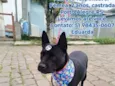 pretona 