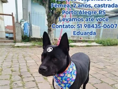 Cachorro raça Pit-Bull idade 2 anos nome pretona 