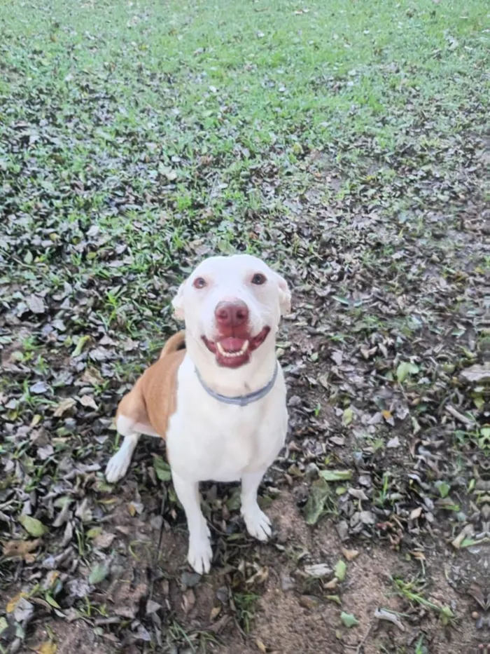 Cachorro raça Pit-Bull idade 4 anos nome Lola 